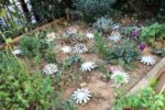 jardin_partage_elie_faure_-_photos_de_ville_en_herbes_24_.jpg
