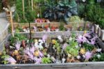 jardin_partage_elie_faure_-_photos_de_ville_en_herbes_25_.jpg