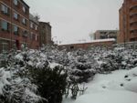 les_sapins_au_pouce_vert.jpg