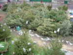 les_sapins_au_pouce_vert_-.jpg