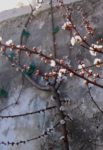 ouverture_du_jardin-ecole_et_taille_des_pommiers_-_dimanche_13_janvier_2013.jpg