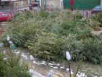 le_pouce_vert_-_sapins_2013_-_fevrier_2013.jpg