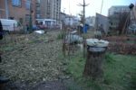 le_pouce_vert_-_sapins_sur_allees_-_fevrier_2013.jpg