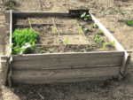 JardindeNicolas.gif