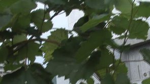 Charmante petite campagne urbaine fait sa valise