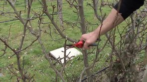 La taille des fruitiers
