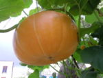 08Ao_t_11_potiron_08Ao_t_11_lampion.jpg