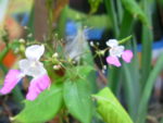 DSCN37750032.jpg