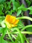 DSCN37940009.jpg