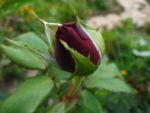IMG_2437.jpg