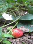 IMG_2559.jpg