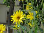 IMG_2747.jpg