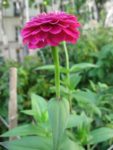 IMG_2756.jpg