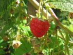 IMG_2777.jpg