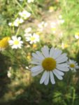 IMG_2822.jpg