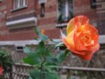 IMG_2989-2.jpg