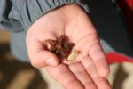 L'observation et la dégustation des graines
