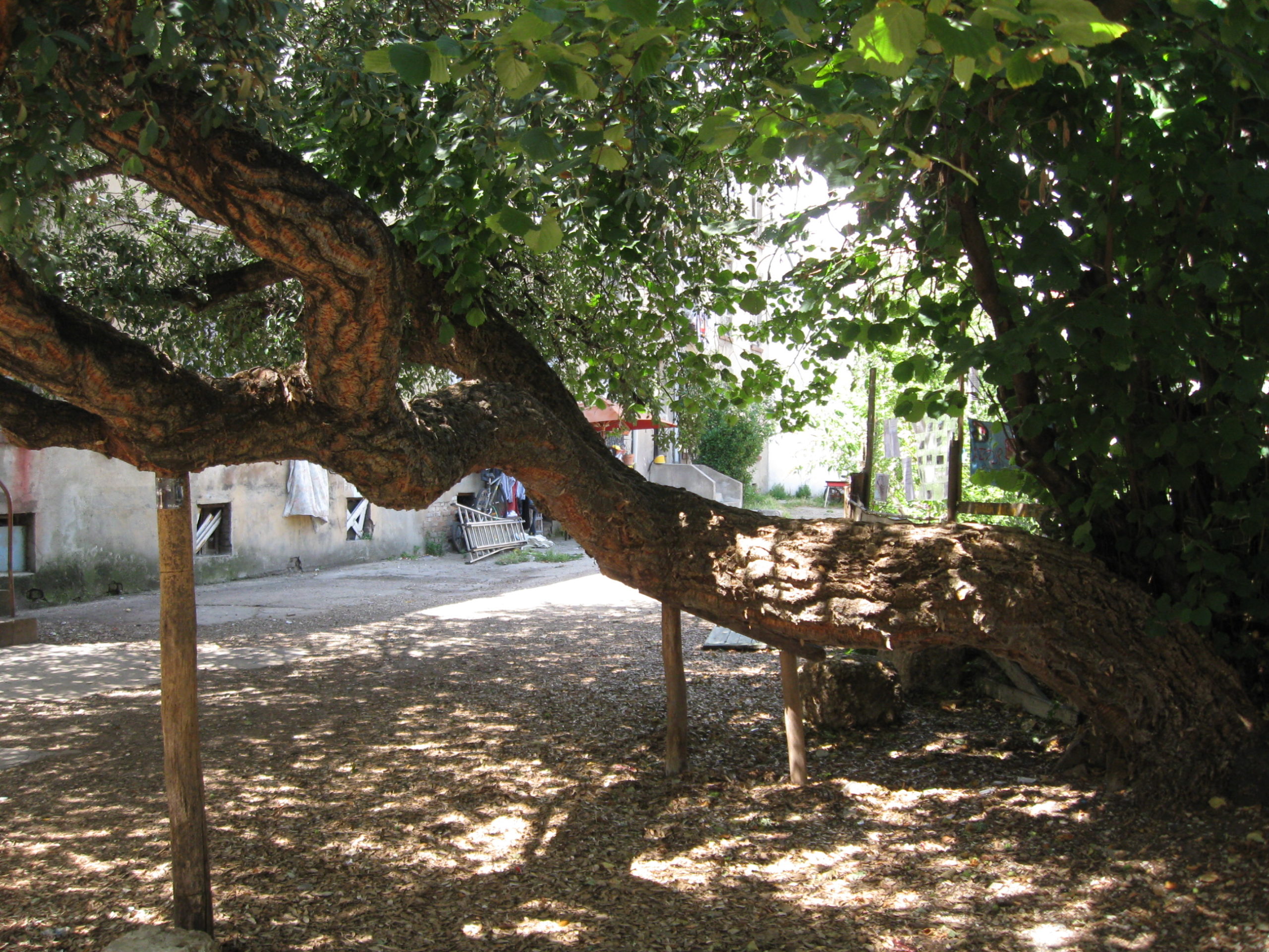 Autour du Chêne