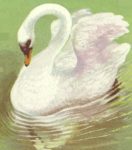Le vilain petit canard