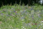 un jardin à papillons est plein de fleurs