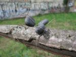 « Sculpture d'insecte » par Lucy Winkelmann