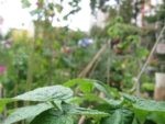 img_3342jpg-a642.jpg
