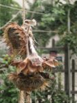 img_3353jpg-d093.jpg