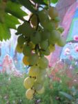 img_3461jpg-32f6.jpg