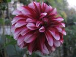 img_3621-2jpf1a7.jpg