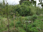 le_sens_de_l_humus_-_juillet_2011_2_.jpg