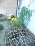 p1020768jpg-f69c.jpg