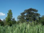 120530_cipres_chauve_cedre_ble_bleuets.jpg