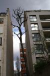 Accacia