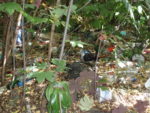 Bois_Dormay_060708_025.jpg