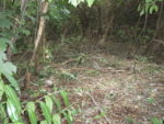 Bois_Dormay_060708_039.jpg