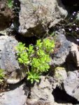 Chaumont_2008_024.jpg