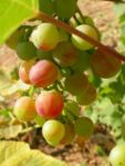 Chasselat un peu rougeot - Photo Yann Vandeputte