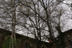 Eglise et arbres