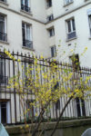 Forsythia