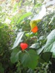 Physalis