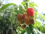 Framboise