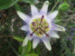 Passiflore