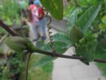 IMG_1279.jpg