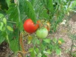 Tomates