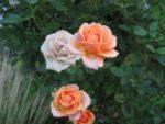 IMG_1688.jpg