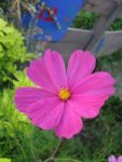 IMG_1704.jpg