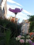 IMG_1706.jpg