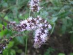IMG_1715.jpg
