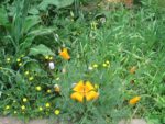 Fleurs