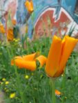 Fleurs